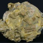 Esemplare di Ostrea edulis proveniente da Arignano (TO). È presente l’originaria etichetta apposta sul campione da Allioni